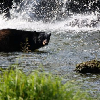 Alaska Rainforest Sanctuary - Young Bear at Alaska R.S located at Herring Cove- 8 road miles from Ketchikan. Jul 2019 - Tours Near Me - Ketchikan, Alaska Alaska Rainforest Sanctuary - Young Bear at Alaska R.S located at Herring Cove- 8 road miles from Ketchikan. Jul 2019 - Tours Near Me - Ketchikan, Alaska