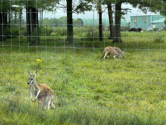 African Lion Safari by null