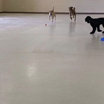 Mak Pak Dog Park - Pet Boarding Near Me - Chandler, Arizona
