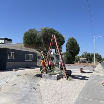 Sagos Landscape Tree Service - Work in progress - Landscaping Near Me - North Las Vegas, Nevada Sagos Landscape Tree Service - Work in progress - Landscaping Near Me - North Las Vegas, Nevada