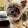 Photo of King's Pet Sitting