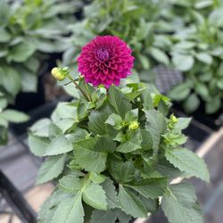 Stoller Farms - Dahlia