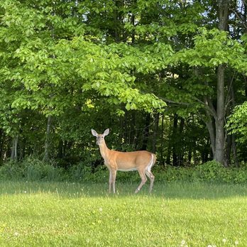 Ontario County Park - We met a friend on the way out. She was so close to the car. I thought she would run, but instead she stopped for a photo op! - Parks Near Me - Naples, New York