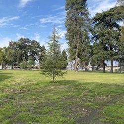 Radio Park - Crooked tree in park next to museum @FresnoFAM
