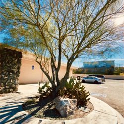 Barstow Library - Memorial tree