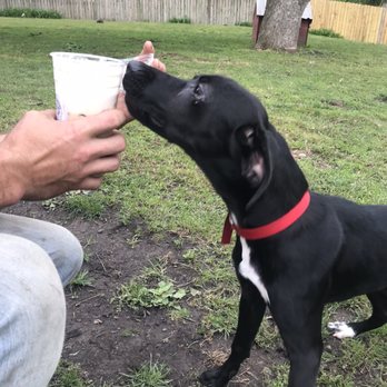 Sanity Coffee House - a man feeding a dog - Coffee & Tea Near Me - Mount Pleasant, Iowa