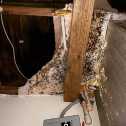 Honest Restoration - If you have this growing in your home call a professional immediately.