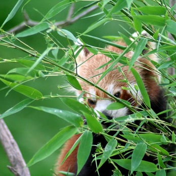 Pairi Daiza - Zoos Near Me - Brugelette, WHT Pairi Daiza - Zoos Near Me - Brugelette, WHT