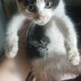 Photo of Philippine Animal Rescue Team