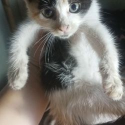Philippine Animal Rescue Team - STRAY CAT I FOUND JUST CALL ME 09657150143