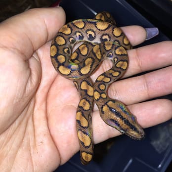 East Bay Vivarium - My new Brazilian Rainbow Boa. IN LOVE. - Reptile Shops Near Me - Berkeley, California East Bay Vivarium - My new Brazilian Rainbow Boa. IN LOVE. - Reptile Shops Near Me - Berkeley, California