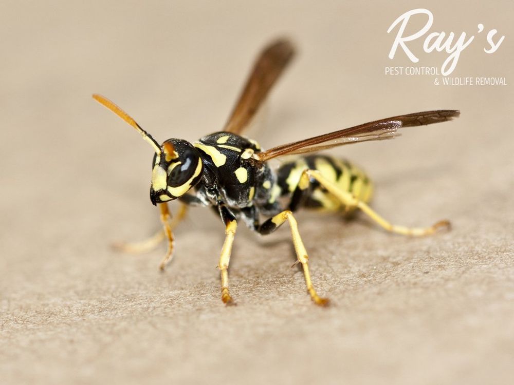 RAY’S PEST CONTROL & WILDLIFE REMOVAL 10 Photos Pest Control 895