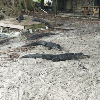 Everglades Outpost - Alligators/crocodiles - Zoos Near Me - Homestead, Florida