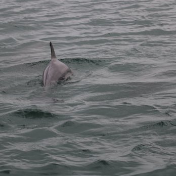 Fins To Feathers - Tours Near Me - Port Isabel, Texas