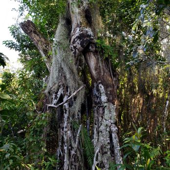 Fern Forest Nature Center - Parks Near Me - Coconut Creek, Florida