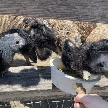 Ostrichland USA - Emus!!! - Attraction Farms Near Me - Solvang, California Ostrichland USA - Emus!!! - Attraction Farms Near Me - Solvang, California