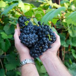 Coordinates Vineyards - Education and hands on experience in every wine tasting at Coordinates Vineyards