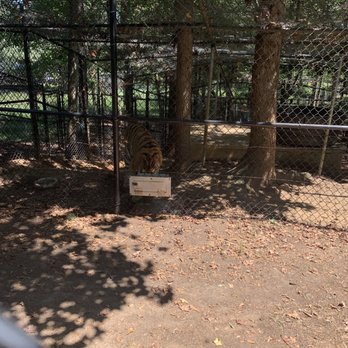Noah's Ark Animal Sanctuary - Tiger - Animal Shelters Near Me - Locust Grove, Georgia