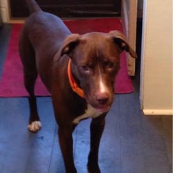 Wayside Waifs Bark Park - Flynn loves the park