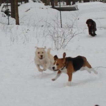 Far Fetched Acres - Yippee! Snow! - Pet Sitting Near Me Far Fetched Acres - Yippee! Snow! - Pet Sitting Near Me