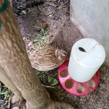 Texas Discovery Gardens - Quail with feeder. - Botanical Gardens Near Me - Dallas, Texas Texas Discovery Gardens - Quail with feeder. - Botanical Gardens Near Me - Dallas, Texas