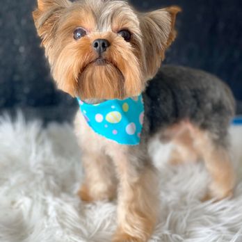 Paws in Motion DB - Panchito & Zoey - Pet Groomers Near Me Paws in Motion DB - Panchito & Zoey - Pet Groomers Near Me