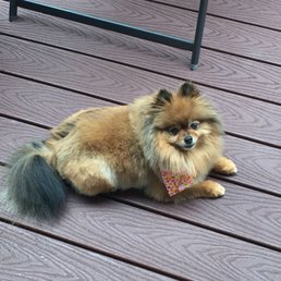 My dog's haircut after I showed Jennifer a picture that looks way different. Too much hair in the front for her typical summer cut. My dog's haircut after I showed Jennifer a picture that looks way different. Too much hair in the front for her typical summer cut.