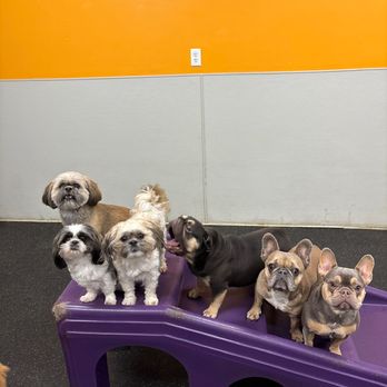 Dogtopia - Pet Boarding Near Me - La Grange, Illinois