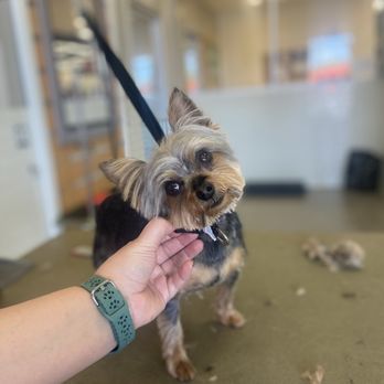 Petco - Teddy - Pet Training Near Me - Poplar Bluff, Missouri