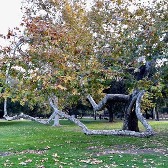 Irvine Regional Park - Strange Tree Growth - Parks Near Me - Orange, California