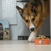 Pet Food Express gift card
