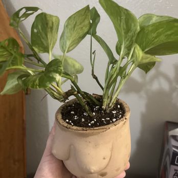 Medusa the Salon - Plant baby - Hair Salons Near Me - San Antonio, Texas