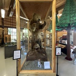 Central Sierra Historical Society - Grizzly Bear