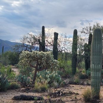 Saguaro National Park - Parks Near Me - Tucson, Arizona Saguaro National Park - Parks Near Me - Tucson, Arizona