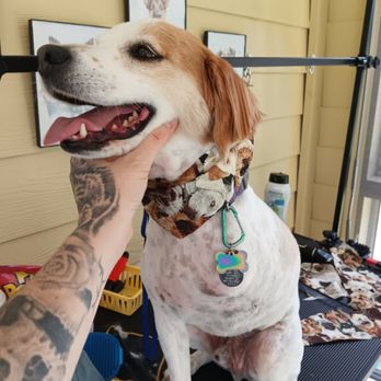 V.I.Paws Spa - Pet Groomers Near Me - Greeneville, Tennessee V.I.Paws Spa - Pet Groomers Near Me - Greeneville, Tennessee