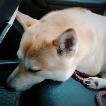 Stanley Park - The bored Shiba before the park :( - Parks Near Me - Vancouver, British Columbia
