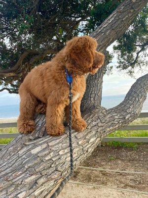 Lucky's Pet Care by null