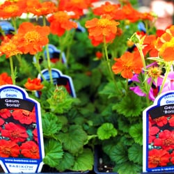 Olde City Garden