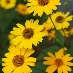 Shelato Cedar Spring Cottages - Beautiful flowers on property