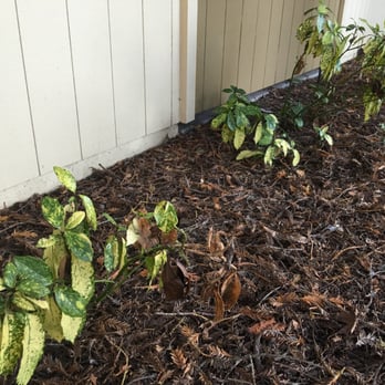 Park Ridge - The dead and dying trees and plants are a dime a dozen here, look at the entire property folks not just the parts they want you to see - Apartments Near Me - Rohnert Park, California