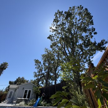Julian’s Tree Care - After trimming - Tree Services Near Me Julian’s Tree Care - After trimming - Tree Services Near Me