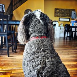 Kosicek Vineyards - Brix - guardian of the grapes