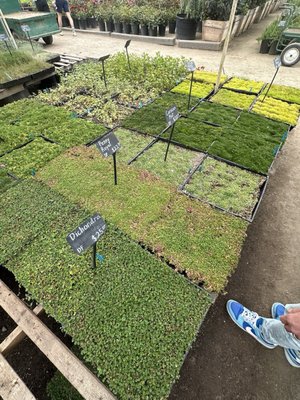 C & S Nursery by null