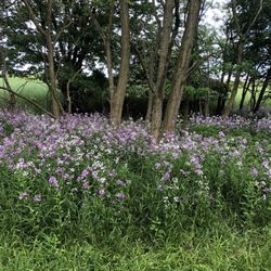 Chagrin River Park - A trail with wild phlox
