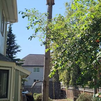 Polar Tree and Engine Care - Spruce tree removal in a little yard - Tree Services Near Me - Wasilla, Alaska