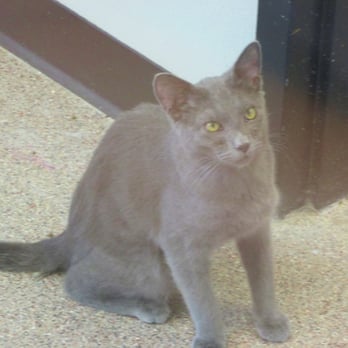 Pet Rescue By Judy - He wants a home - Animal Shelters Near Me - Sanford, Florida Pet Rescue By Judy - He wants a home - Animal Shelters Near Me - Sanford, Florida