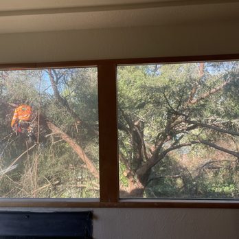 Golden Coast Tree Care - Tree Services Near Me - Yelm, Washington