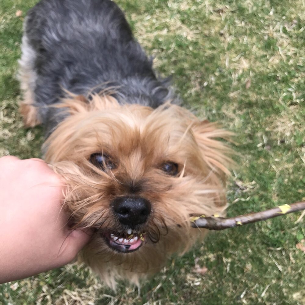 Paramus Puppy Spa - Pet Groomers Near Me - Paramus, New Jersey Paramus Puppy Spa - Pet Groomers Near Me - Paramus, New Jersey