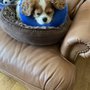 Photo of Fur Sure Mobile Pet Grooming
