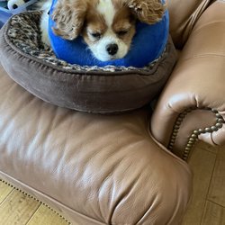 Fur Sure Mobile Pet Grooming - Lilly recovering from surgery removing the large mass that our amazing Groomer from Fur-Sure pet mobile grooming found..